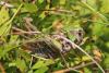 Decticus verrucivorus verrucivorus